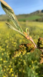 Uscita didattica nel pistacchieto