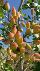 Uscita didattica nel pistacchieto