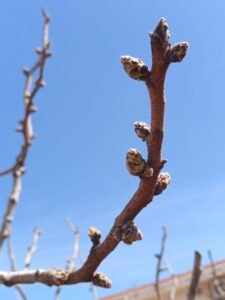 Uscita didattica nel pistacchieto